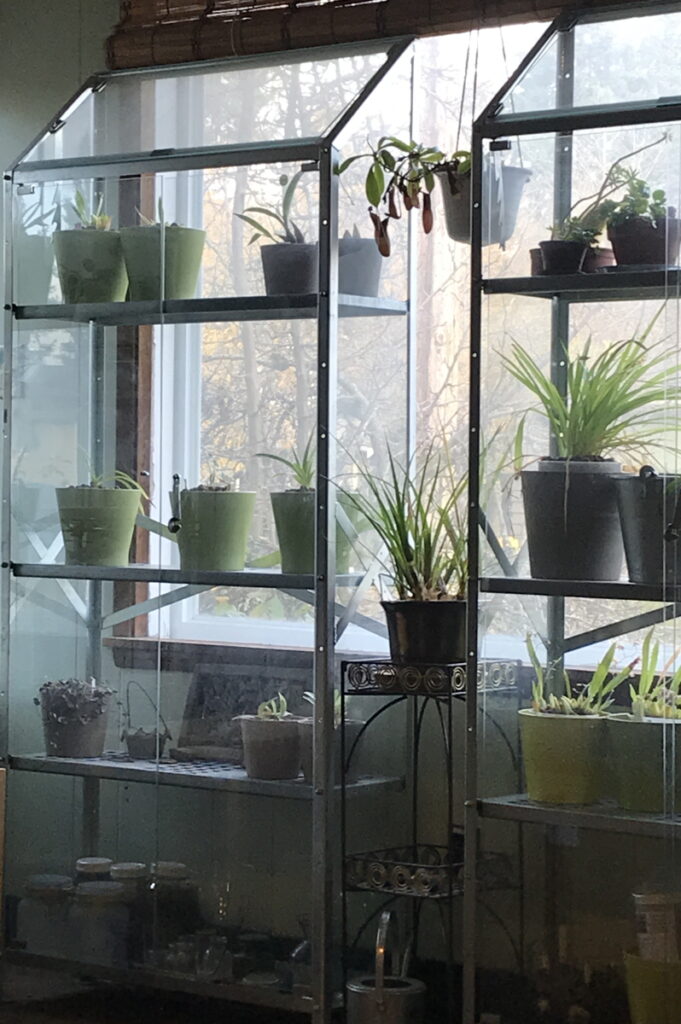 Two indoor greenhouse shelves hold houseplants such as orchids and tropical pitcher plants against a window. 