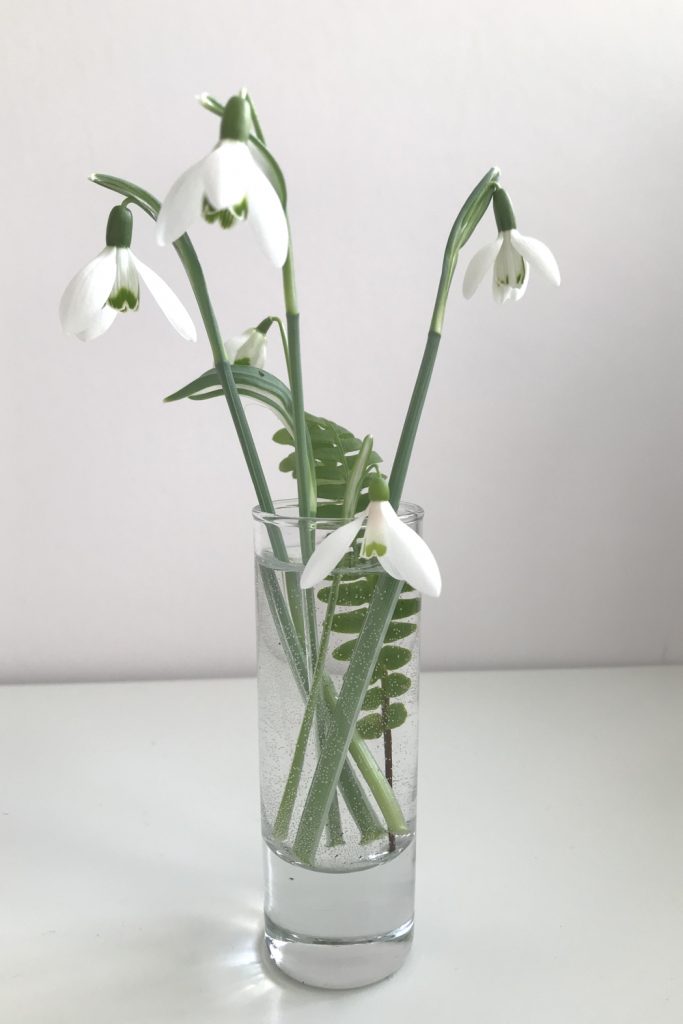 cut snowdrops in a small glass vase with a fern frond, shown in front of a white background
