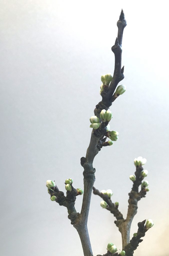 Closeup photo of cut plum branches breaking into bud.