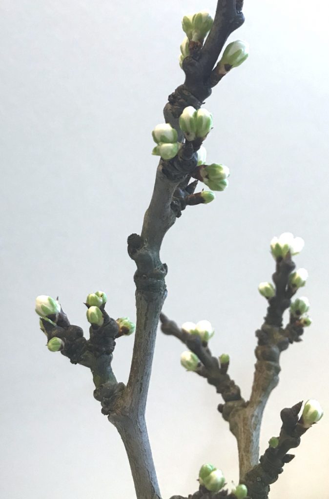 Closeup photo of cut plum branches breaking into bud.