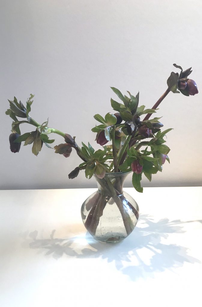 Photo of a small flower arrangement of cut purple hellebores in a glass vase.