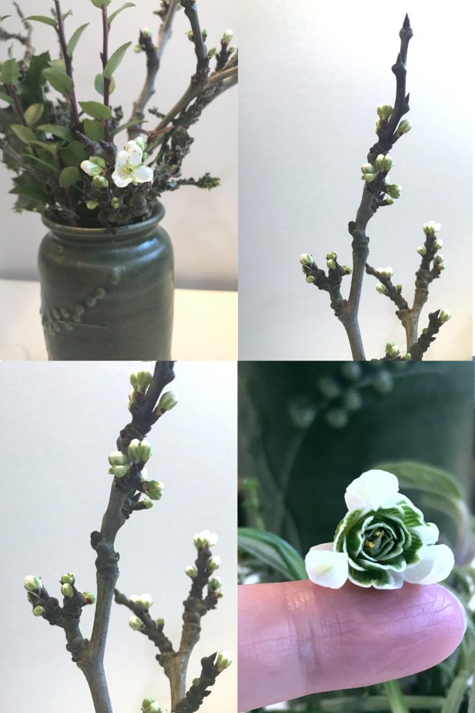 Compiled image of a small winter flower arrangement in a vase, with closeups of plum branches breaking into bud, and double snowdrops.