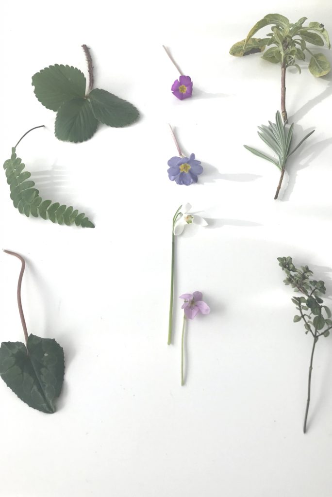 Flatlay of evergreen leaves and early spring flowers: cyclamen, fern, strawberry, primrose, snowdrop, violet, sage, lavender, and thyme.