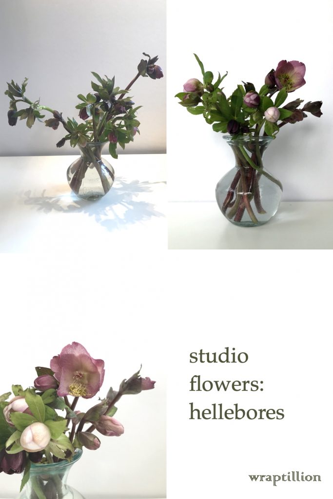 collage of three photos of cut pink and plum hellebores in a glass vase, from bud to bloom; text on image reads: studio flowers: hellebores, wraptillion.