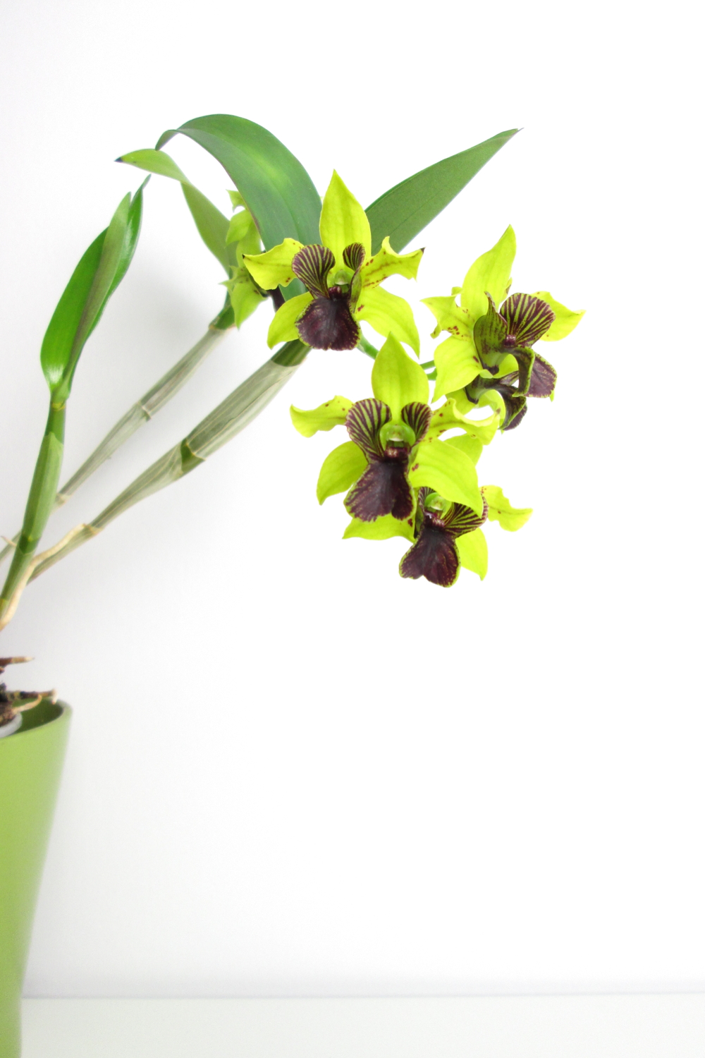 Potted green and purple orchid: Dendrobium 'Green Flash' in bloom.