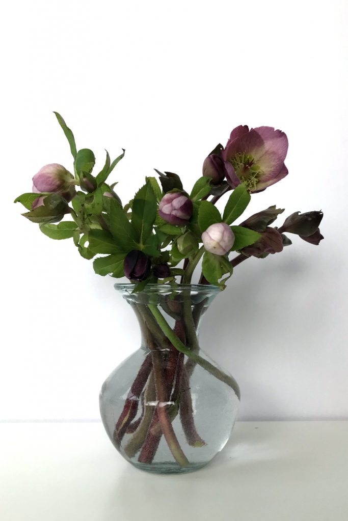 Cut pink hellebores in a glass vase.