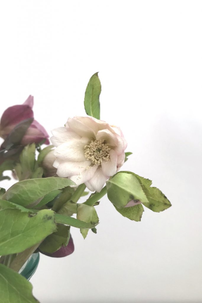 closeup of cut hellebore flowers in a glass vase, focusing on a pale pink double hellebore