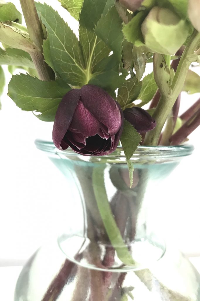 closeup of cut hellebore flowers in a glass vase, focusing on a dark plum hellebore beginning to open