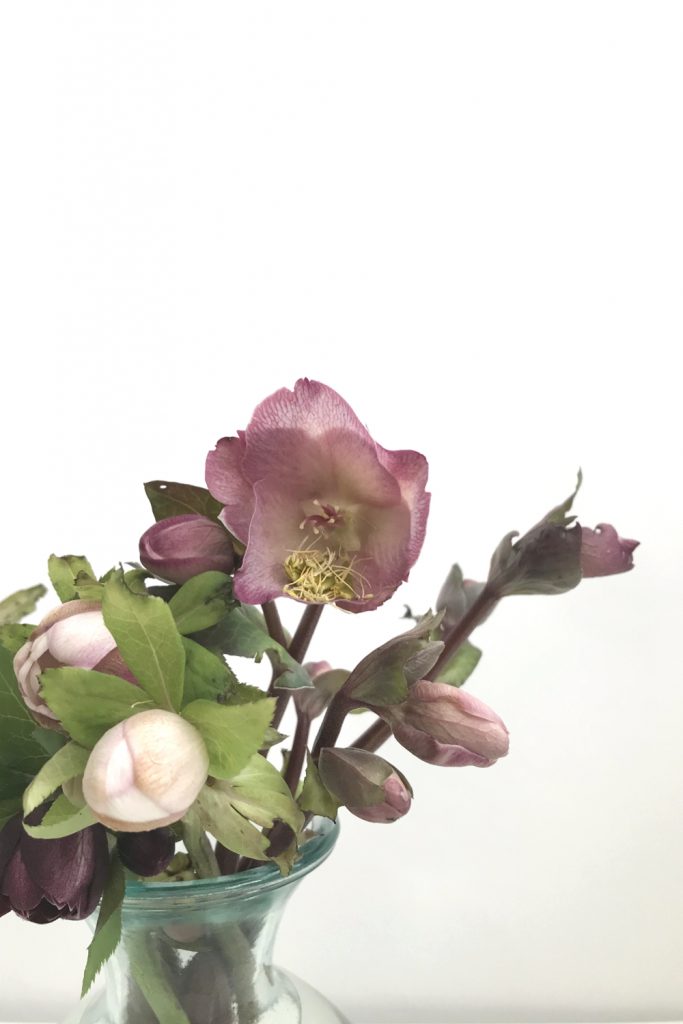 closeup of cut hellebore flowers in a glass vase, focusing on a dusty pink hellebore