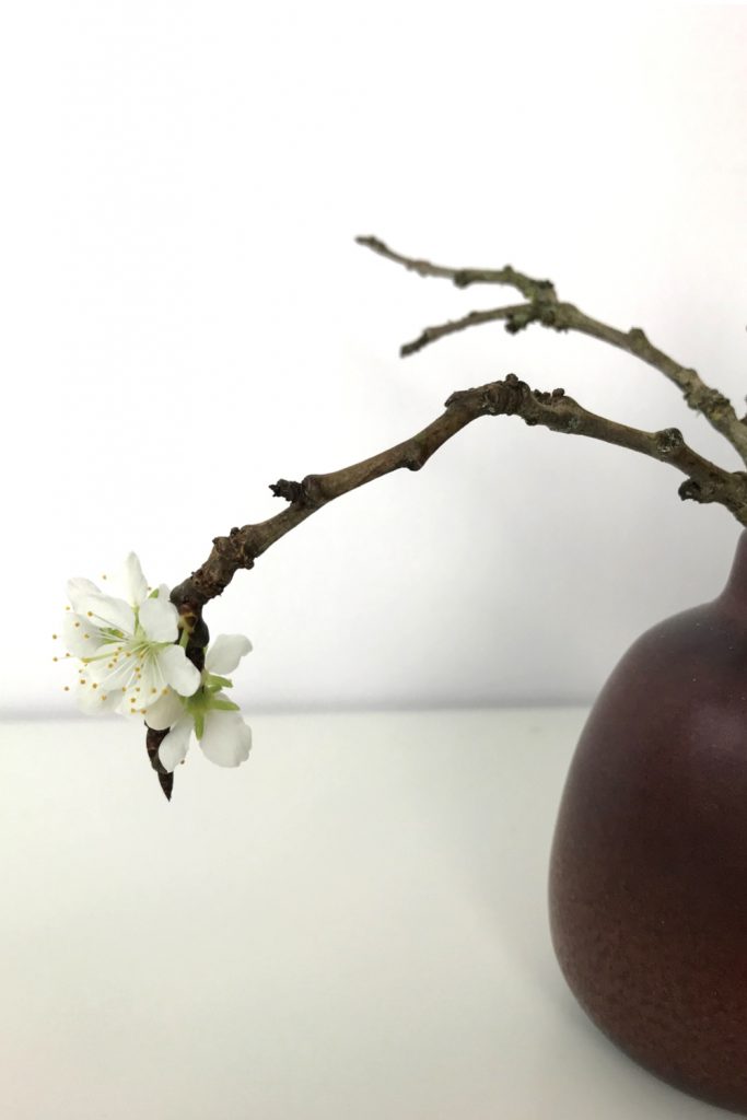 Closeup of a small winter arrangement of flowering plum branches in a small ceramic bud vase.