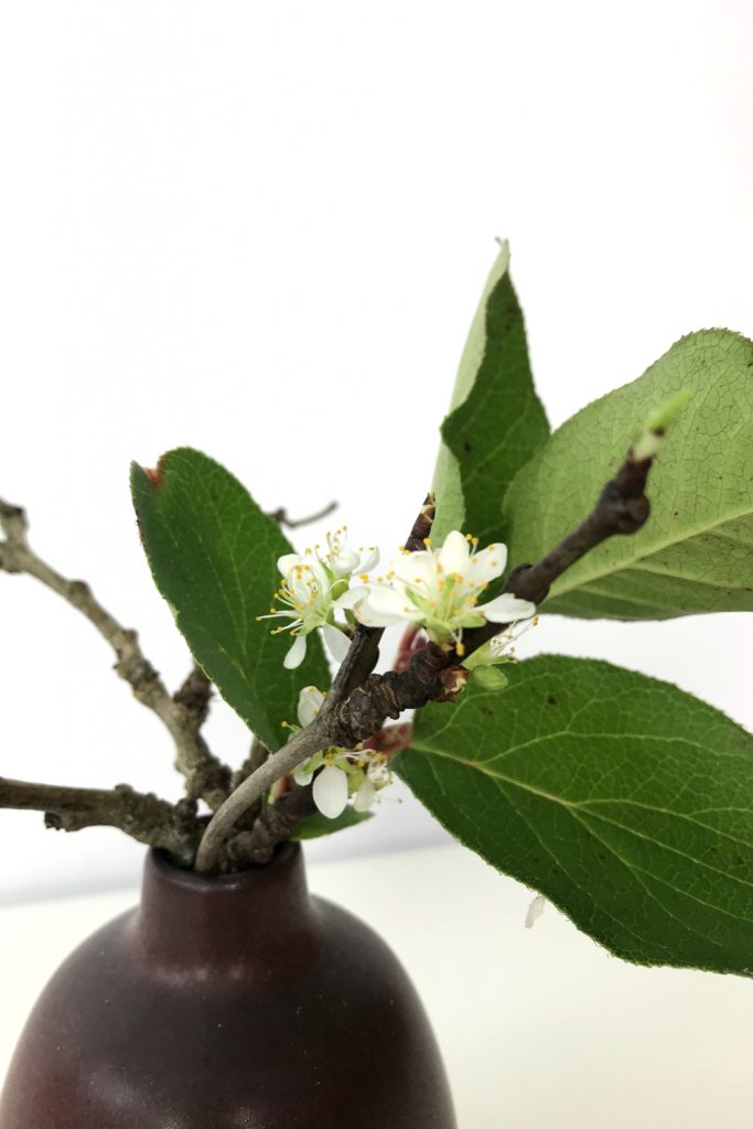 Closeup of a small winter arrangement of flowering plum branches and salal leaves in a small ceramic bud vase.