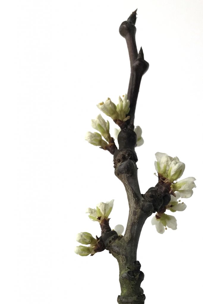 Closeup of a bare plum branch bursting into white flowers.