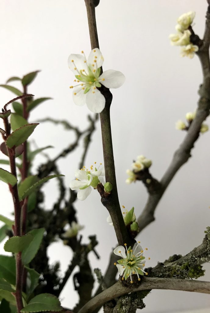 Closeup of bare plum branches bursting into white flowers amid evergreen huckleberry leaves..