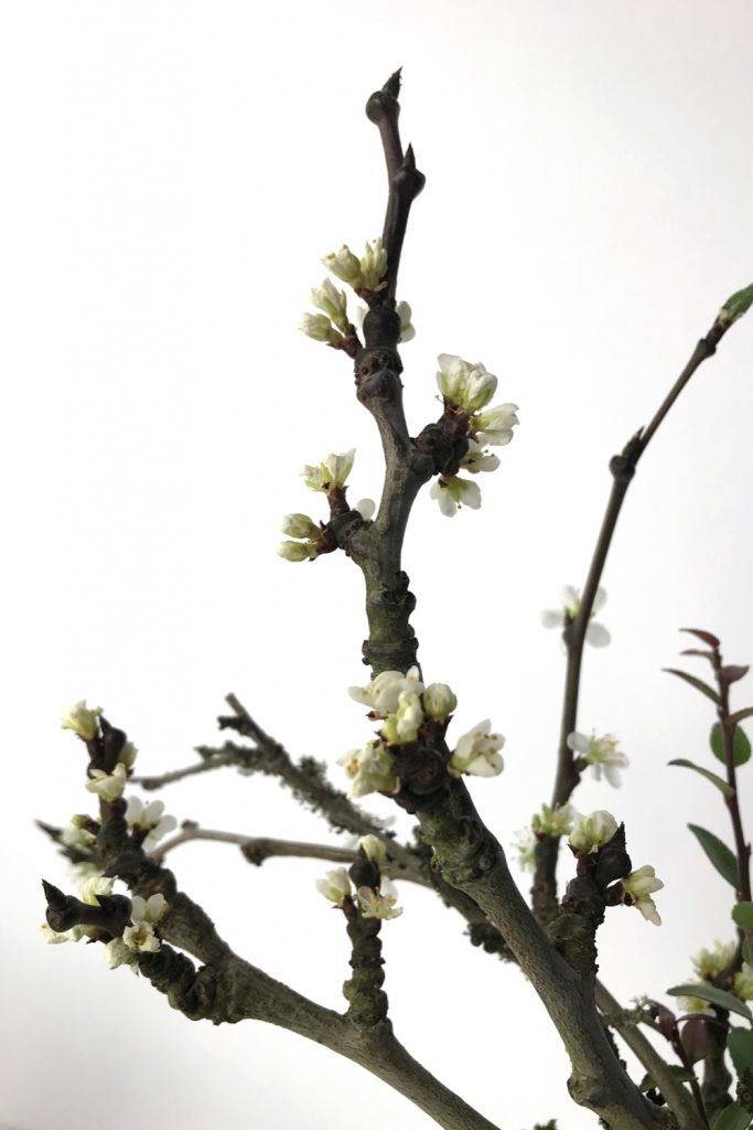 Closeup of a bare plum branch bursting into white flowers.