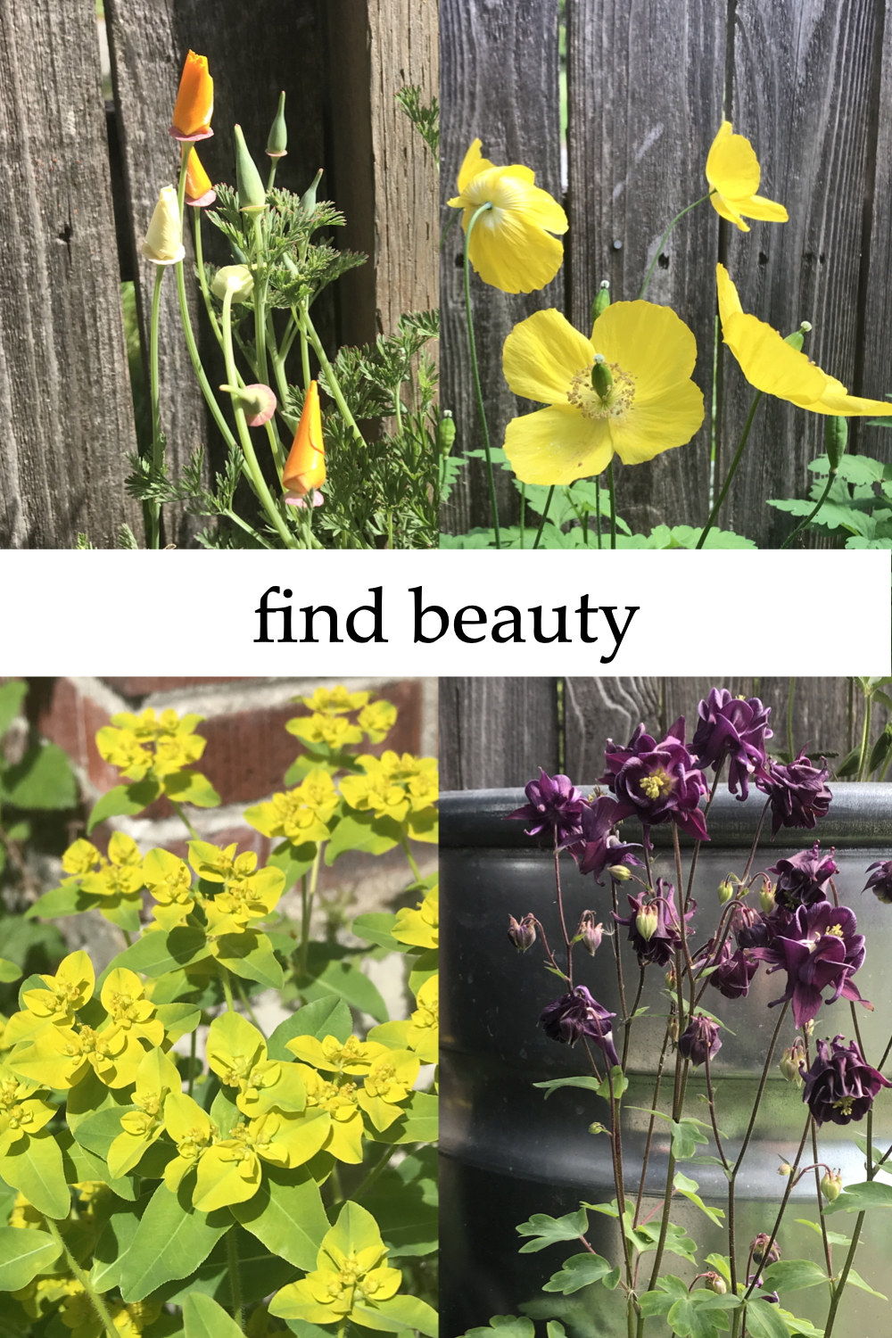 4 photos compiled together: orange and cream California poppies against a cedar fence; lemon yellow Welsh poppies against a cedar fence; lime green euphorbia against a brick chimney; dark purple columbine against a steel planter. Text on image reads: "find beauty".