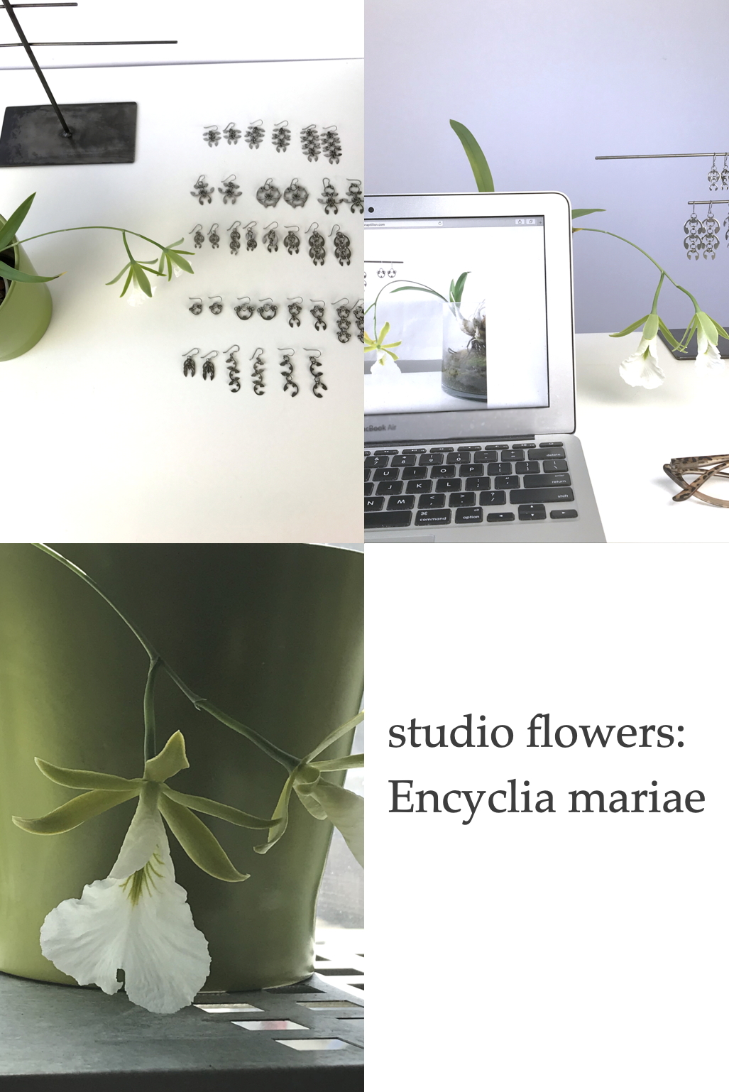 Compiled image featuring orchid Encyclia mariae (formerly Euchile mariae) blooming in Wraptillion's studio. Text on image reads: studio flowers: Encyclia mariae.