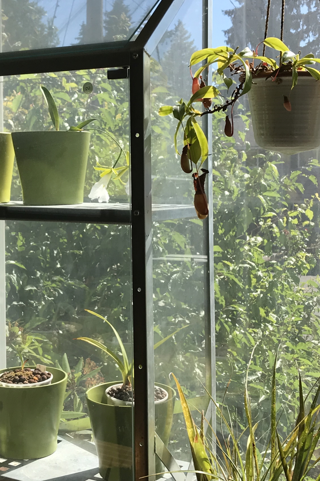 A nepenthes pitcher plant hangs over a bromeliad, next to an indoor greenhouse with orchids, including a blooming Encyclia mariae (formerly Euchile mariae).