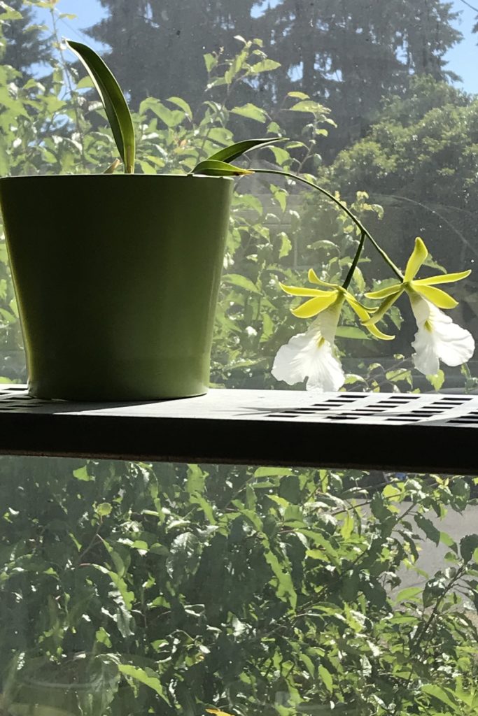 Two leaves and two green and white flowers of orchid Encyclia mariae (formerly known as Euchile mariae) dangling over a shelf, with green tree branches and a blue sky behind them, growing in a green flowerpot.