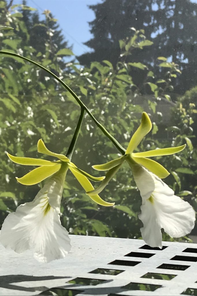 Closeup of two green and white flowers of orchid Encyclia mariae (formerly known as Euchile mariae) dangling over a shelf, with green tree branches and a blue sky behind them.