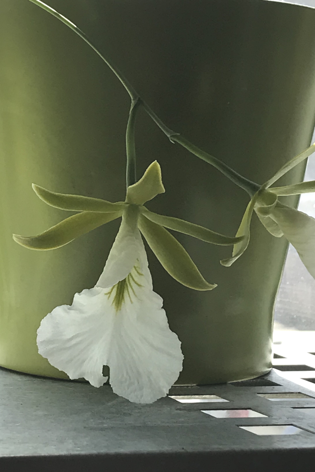 Closeup of two green and white flowers of orchid Encyclia mariae (formerly known as Euchile mariae), with a green pot behind them.