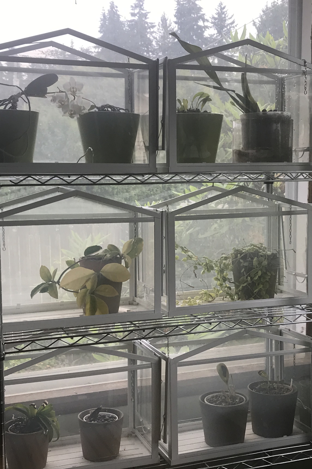 Six small Ikea Socker greenhouses on wire shelves hold orchids and hoyas.