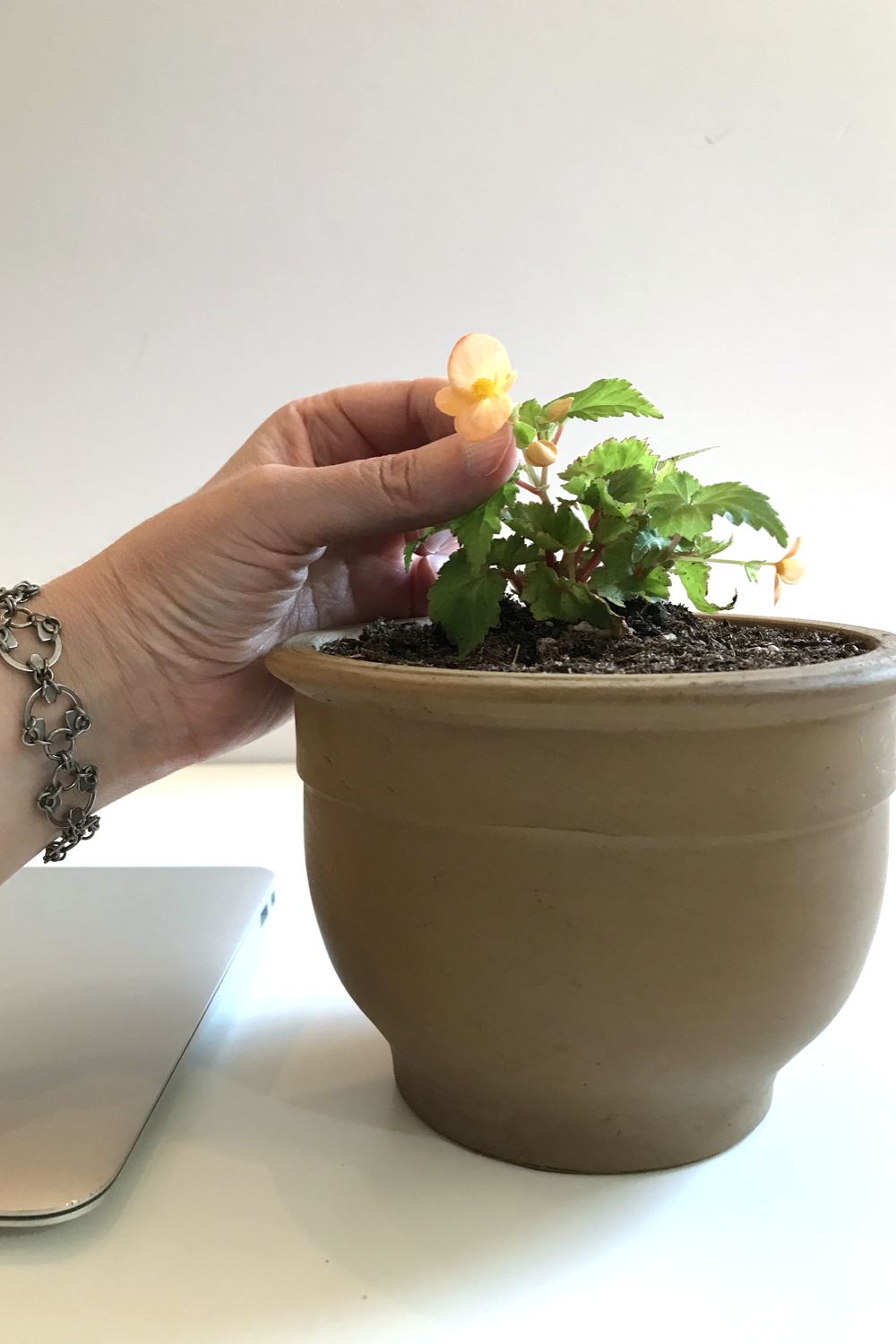 Photo of a hand touching a small potted plant with orange flowers (Begonia sutherlandii), wearing Wraptillion's intricate modern chainmail Scarab Bracelet, with the corner of a closed laptop nearby..