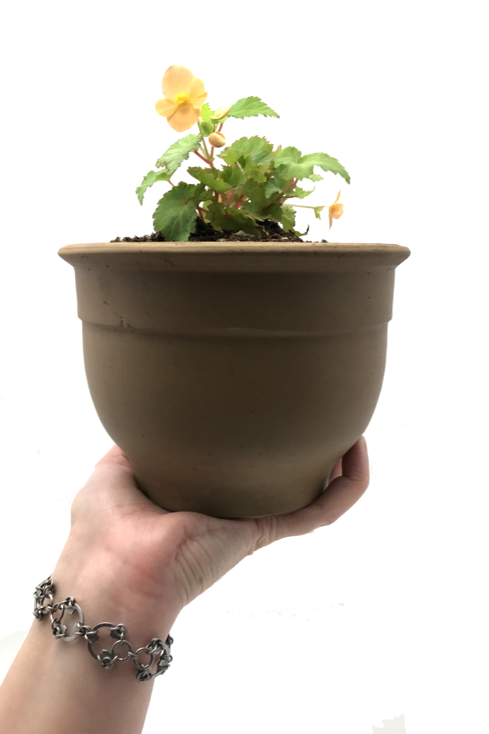 Photo of a hand holding a small potted plant with orange flowers (Begonia sutherlandii), wearing Wraptillion's intricate modern chainmail Scarab Bracelet.