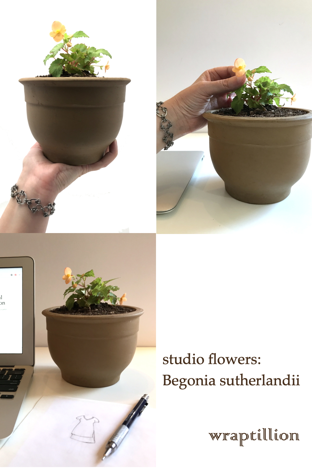 4 photos compiled into a collage of a hand holding a small potted plant with orange flowers (Begonia sutherlandii), wearing Wraptillion's intricate modern chainmail Scarab Bracelet, and a desk with the same plant, a laptop, and a fashion sketch of a dress. Text on image reads: studio flowers: Begonia sutherlandii, wraptillion.