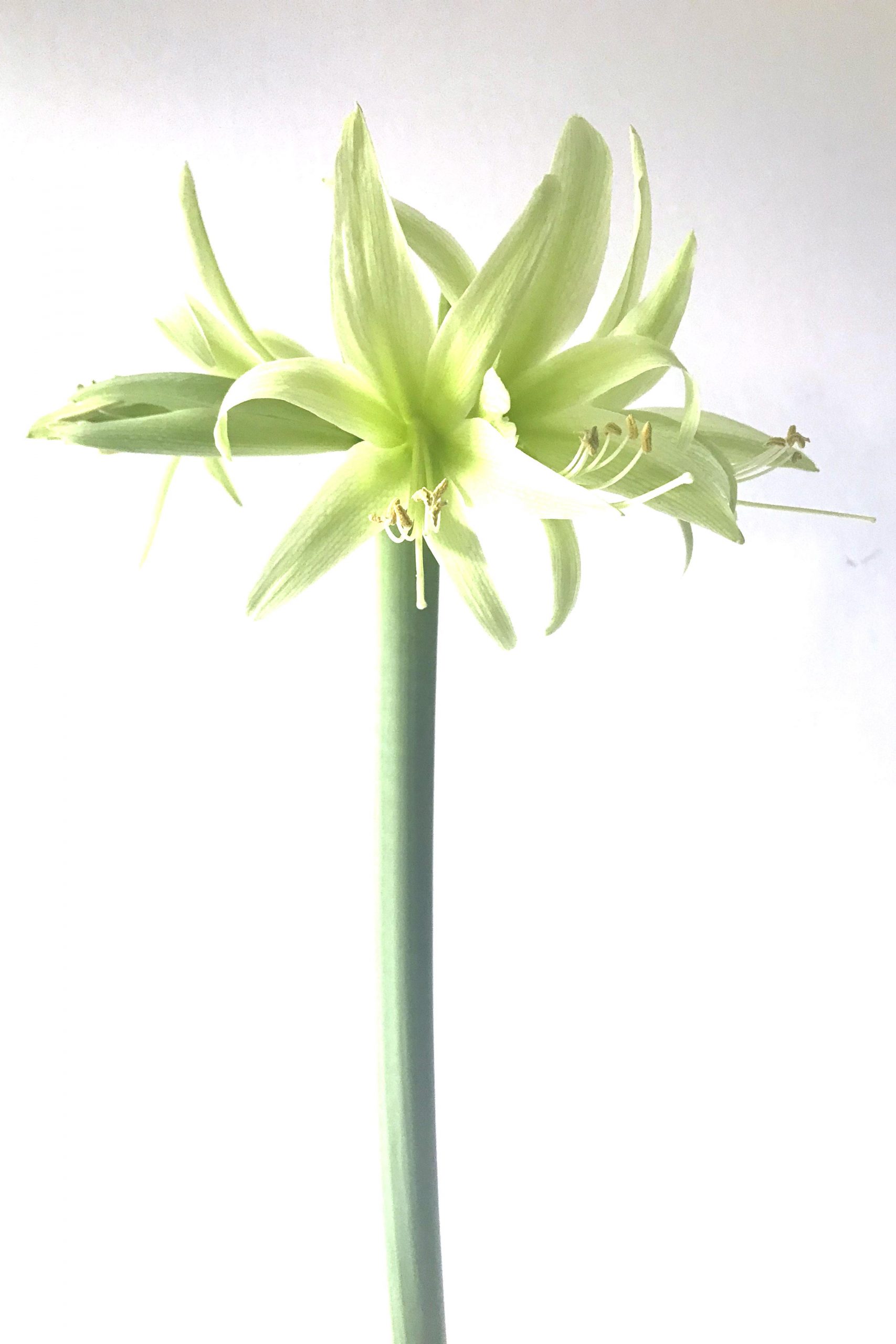 studio flowers: amaryllis ‘Evergreen’