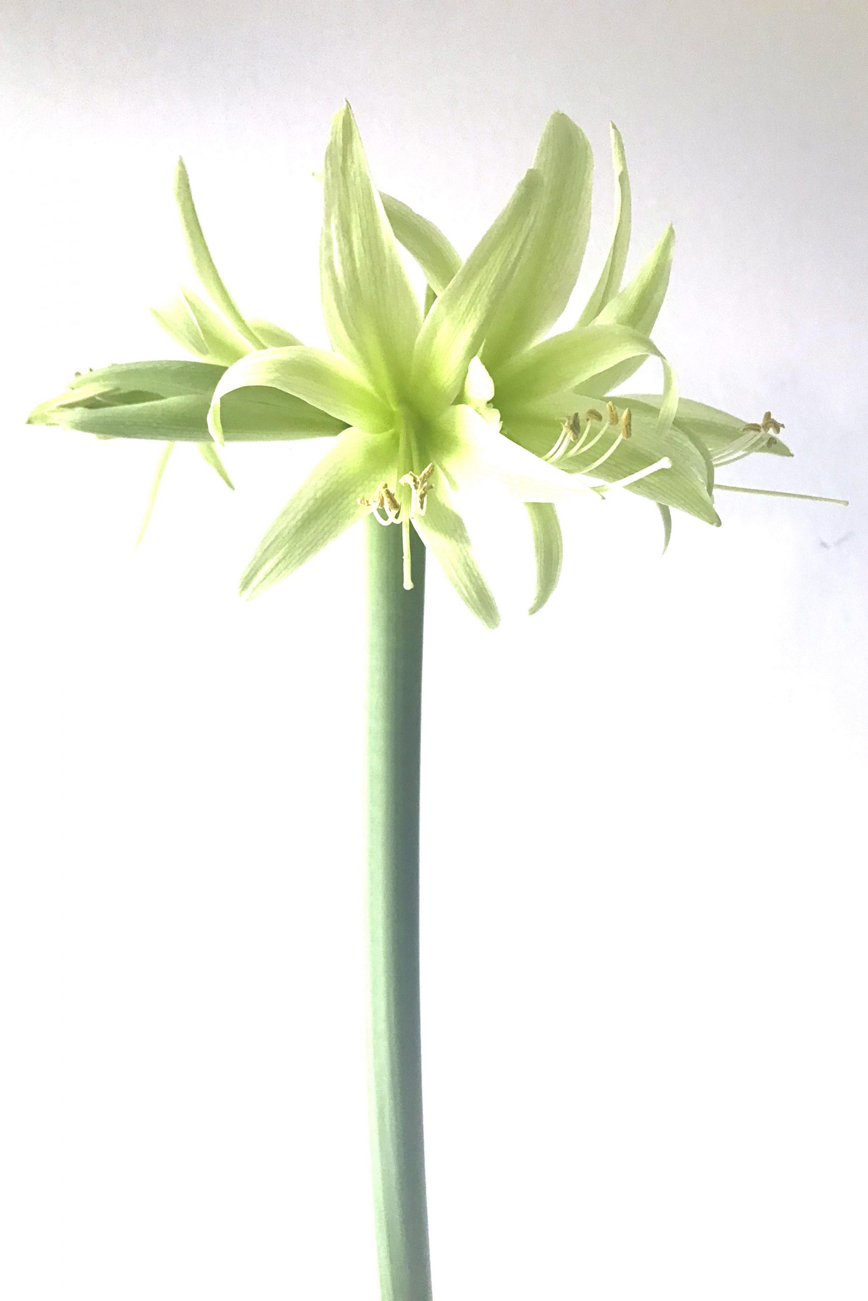 Closeup of amaryllis (Hippeastrum) 'Evergreen' in Wraptillion's studio.