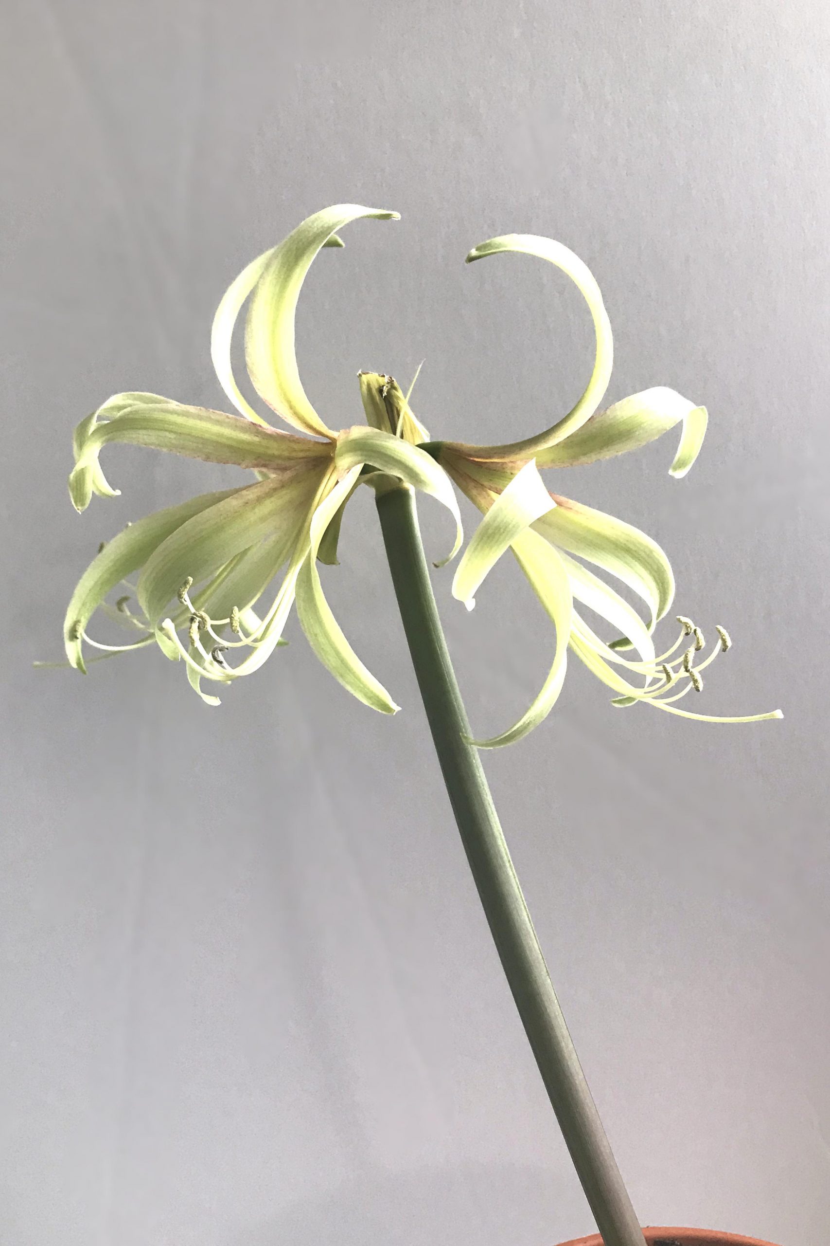 Amaryllis 'Saffron' (a miniature sonatini type hippeastrum) blooming with three pale greenish yellow spidery flowers open.