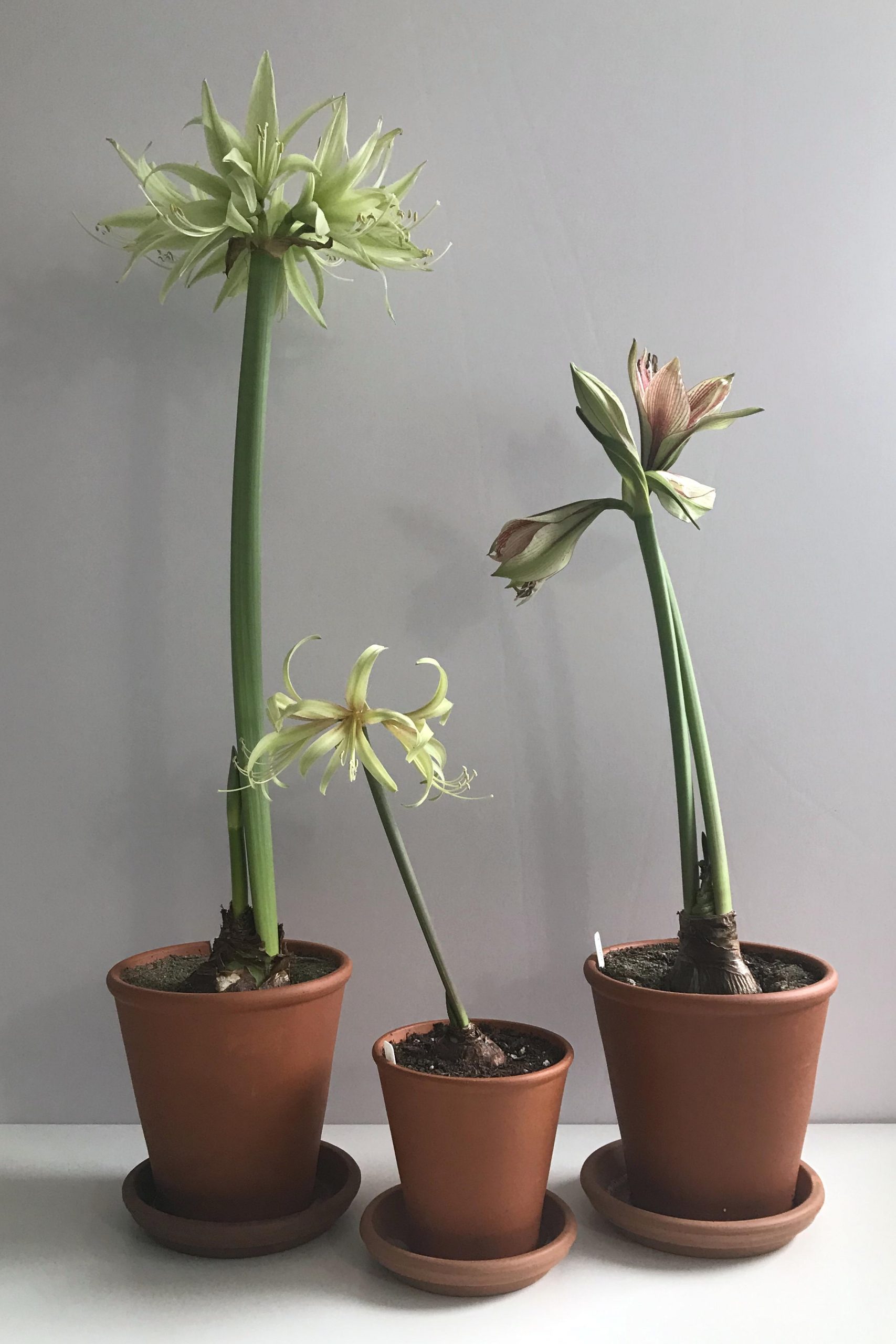 Potted amaryllis (Hippeastrum) 'Evergreen' (cybister type, in bloom), 'Saffron' (miniature sonatini, in bloom), and 'Exotic Star' (perhaps a papilio hybrid, buds beginning to open) on a white desk in Wraptillion's studio.