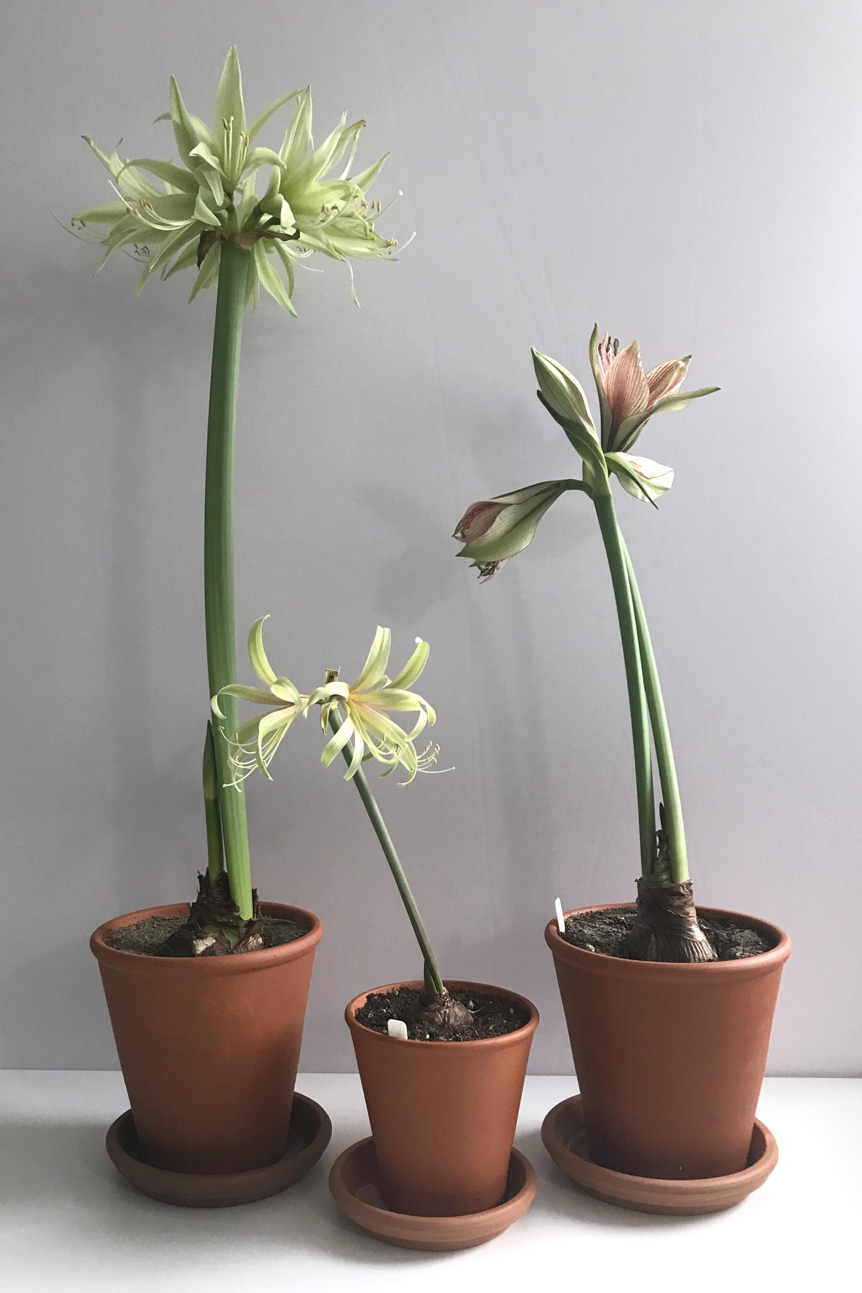 Potted amaryllis (Hippeastrum) 'Evergreen' (cybister type, in bloom), 'Saffron' (miniature sonatini, in bloom), and 'Exotic Star' (perhaps a papilio hybrid, buds beginning to open) on a white desk in Wraptillion's studio.