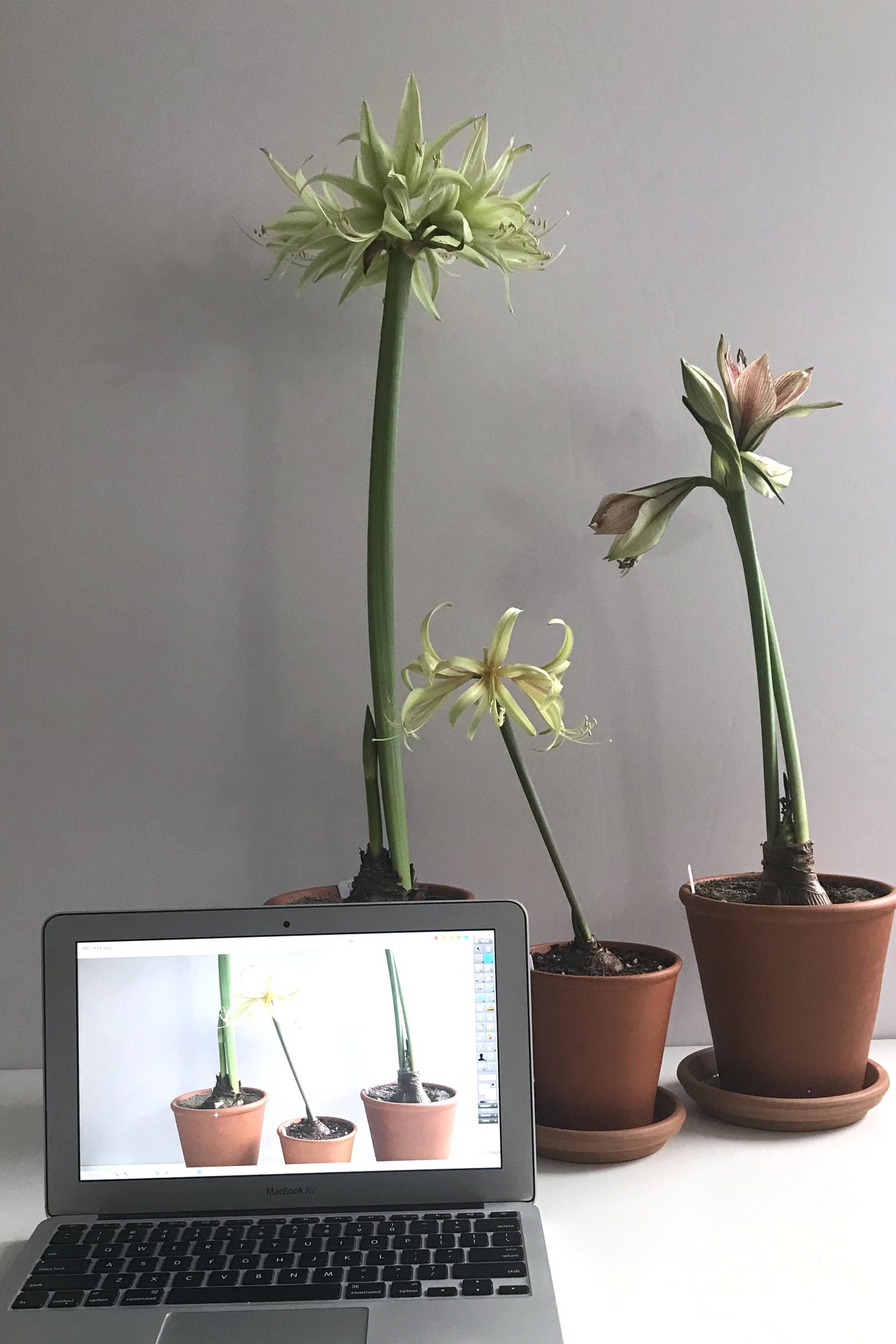 Potted amaryllis (Hippeastrum) 'Evergreen' (cybister type, in bloom), 'Saffron' (miniature sonatini, in bloom), and 'Exotic Star' (perhaps a papilio hybrid, buds beginning to open) on a white desk in Wraptillion's studio, next to a MacBook Air to show scale. .