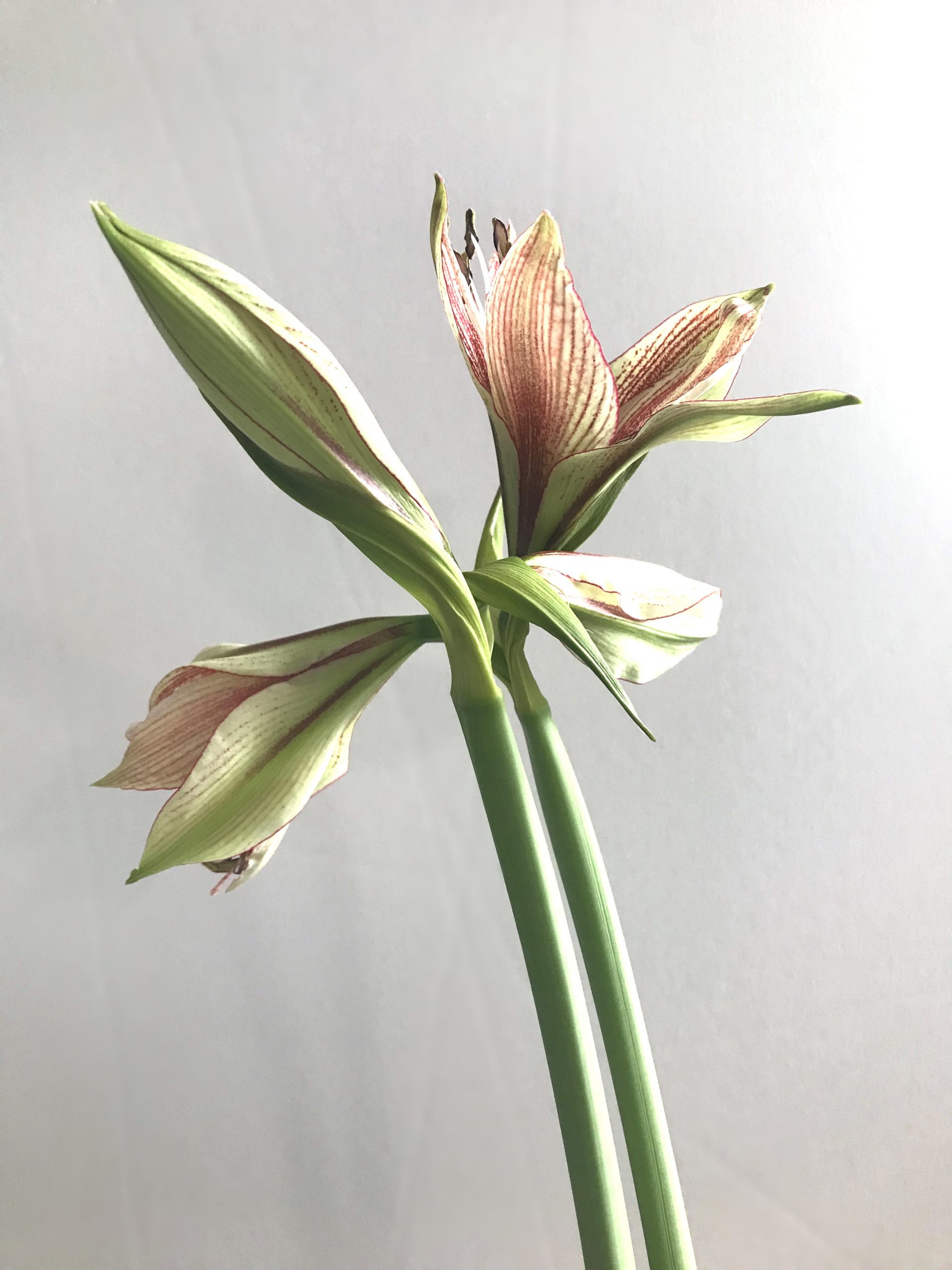 Amaryllis 'Exotic Star' (hippeastrum), two buds opening to show the striped red and pale green flowers, two buds still closed.