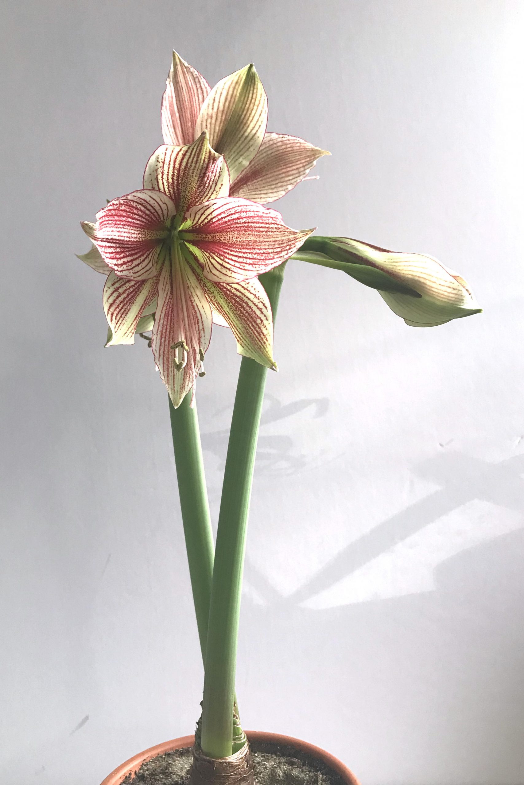 Closeup of three open flowers and a bud on green and red-striped amaryllis 'Exotic Star' (hippeastrum), blooming in Wraptillion's studio.