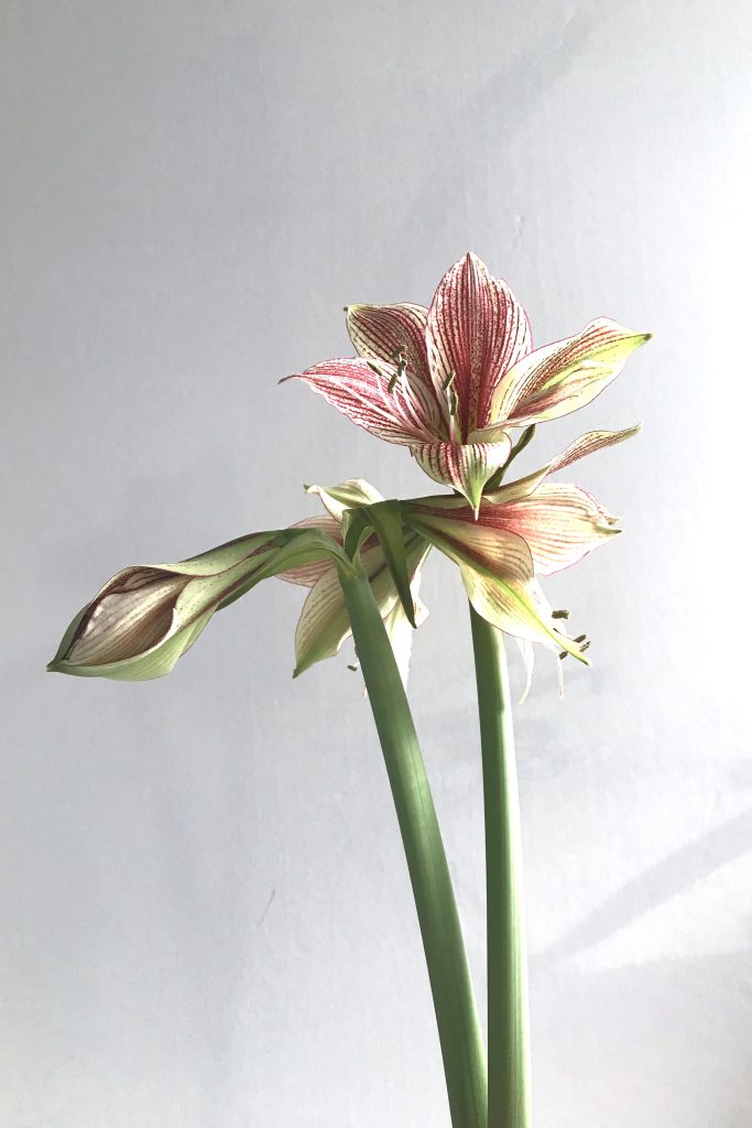 Closeup of three open flowers and a bud on green and red-striped amaryllis 'Exotic Star' (hippeastrum), blooming in Wraptillion's studio.