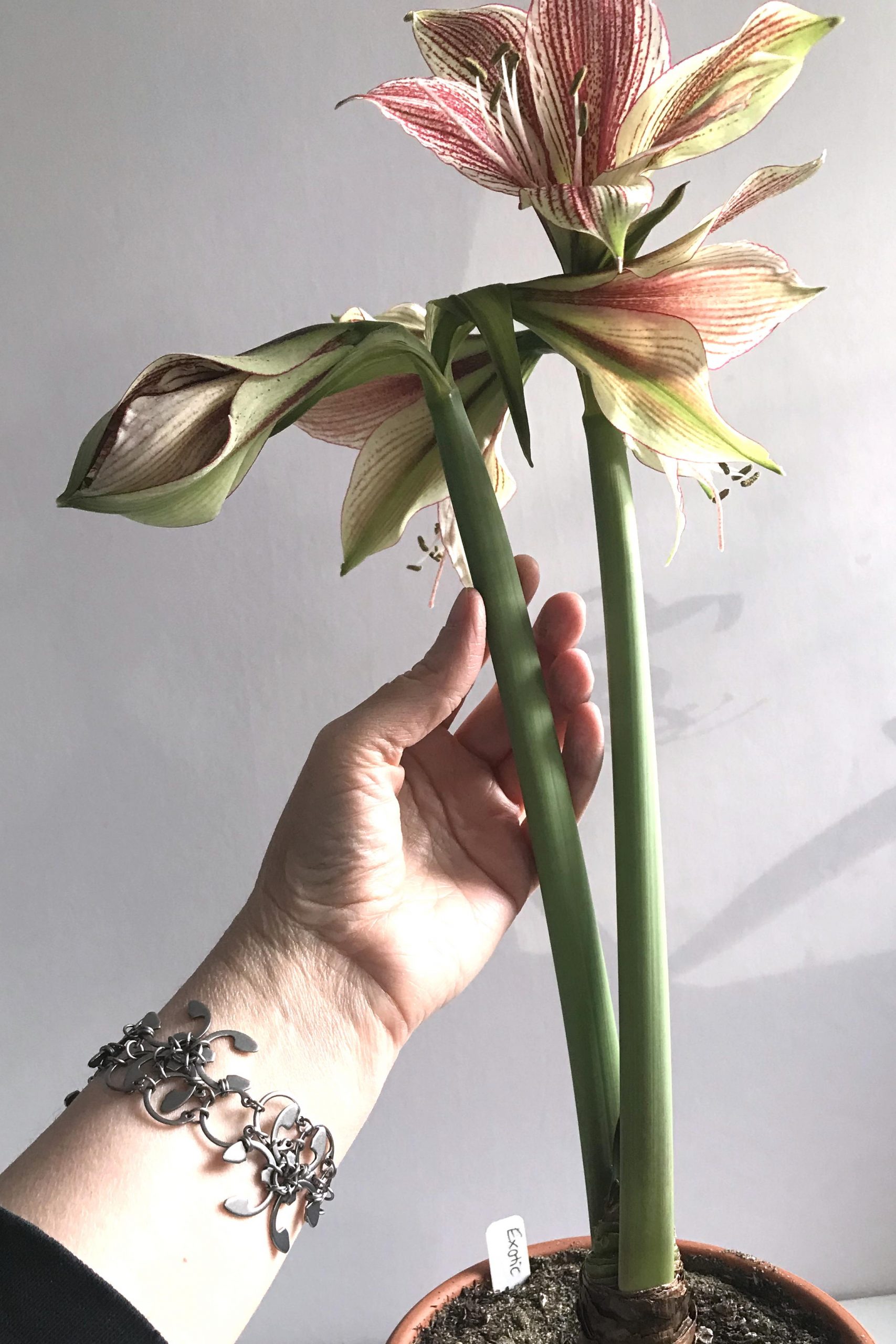 Closeup of a hand and wrist wearing Wraptillion's spiky floral modern chainmail Garland Bracelet with three open flowers and a bud on green and red-striped amaryllis 'Exotic Star' (hippeastrum).