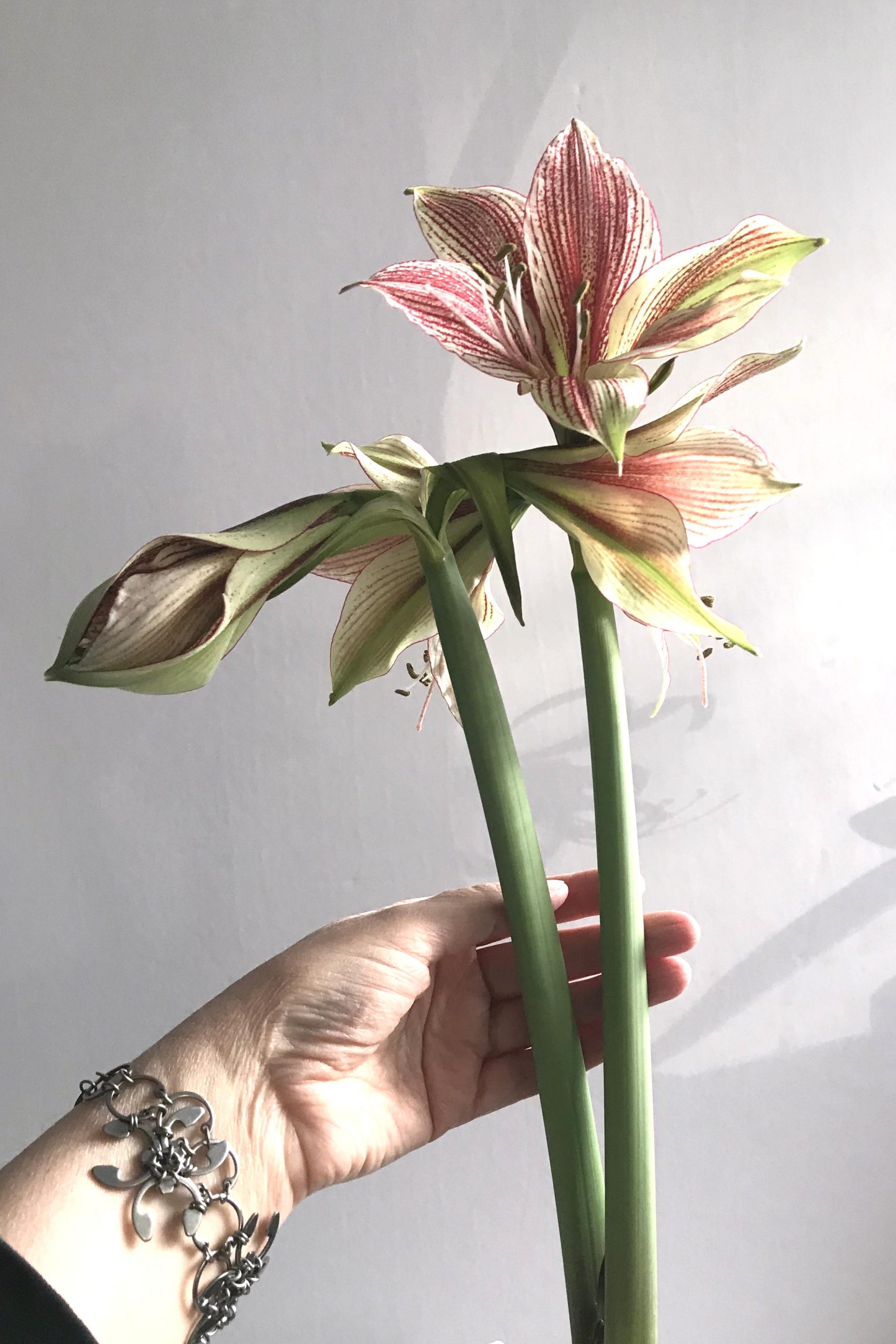 Closeup of a hand and wrist wearing Wraptillion's spiky floral modern chainmail Garland Bracelet with three open flowers and a bud on green and red-striped amaryllis 'Exotic Star' (hippeastrum).