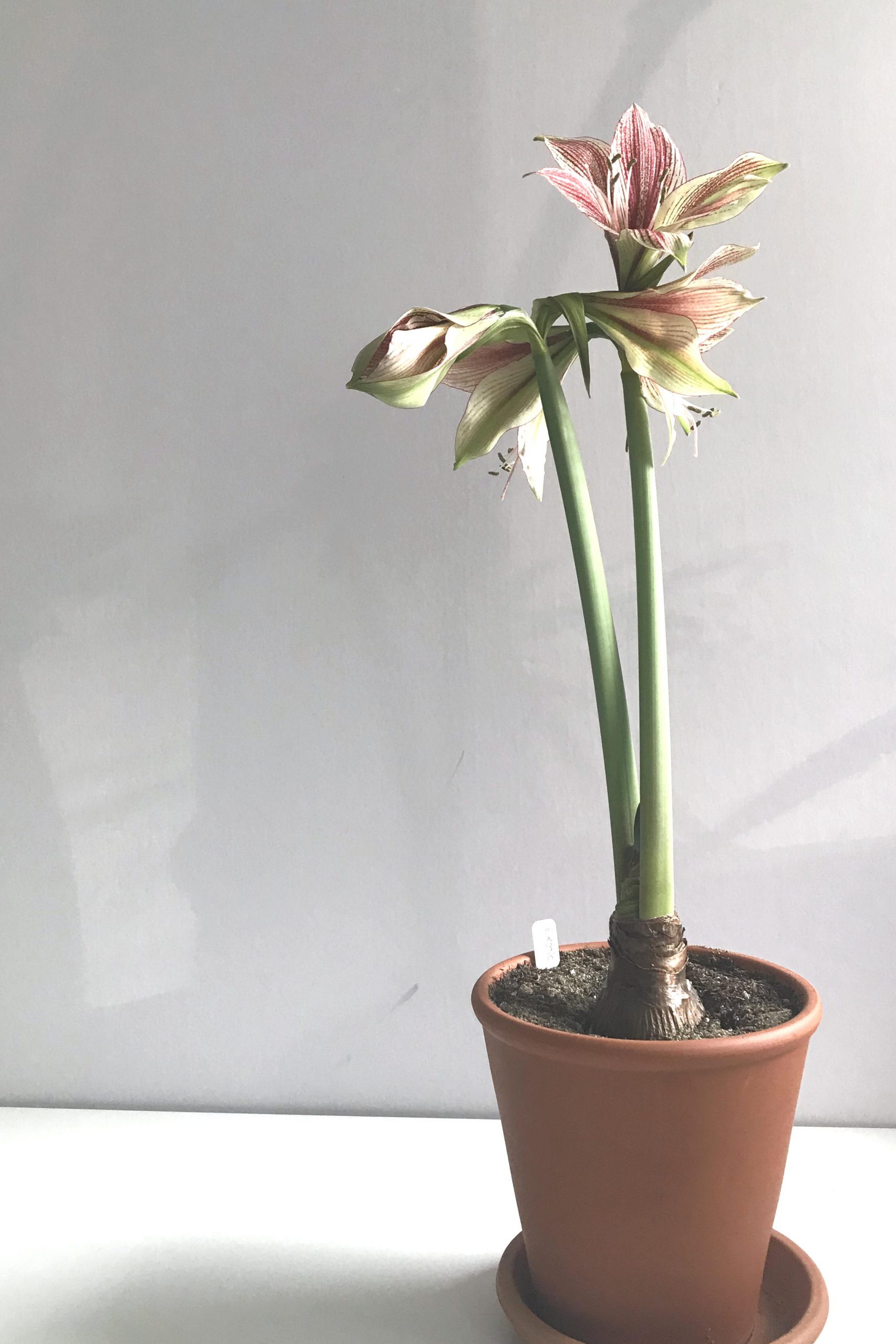 Three open flowers and a bud on green and red-striped amaryllis 'Exotic Star' (hippeastrum), blooming in a terracotta pot on a white desk in Wraptillion's studio.