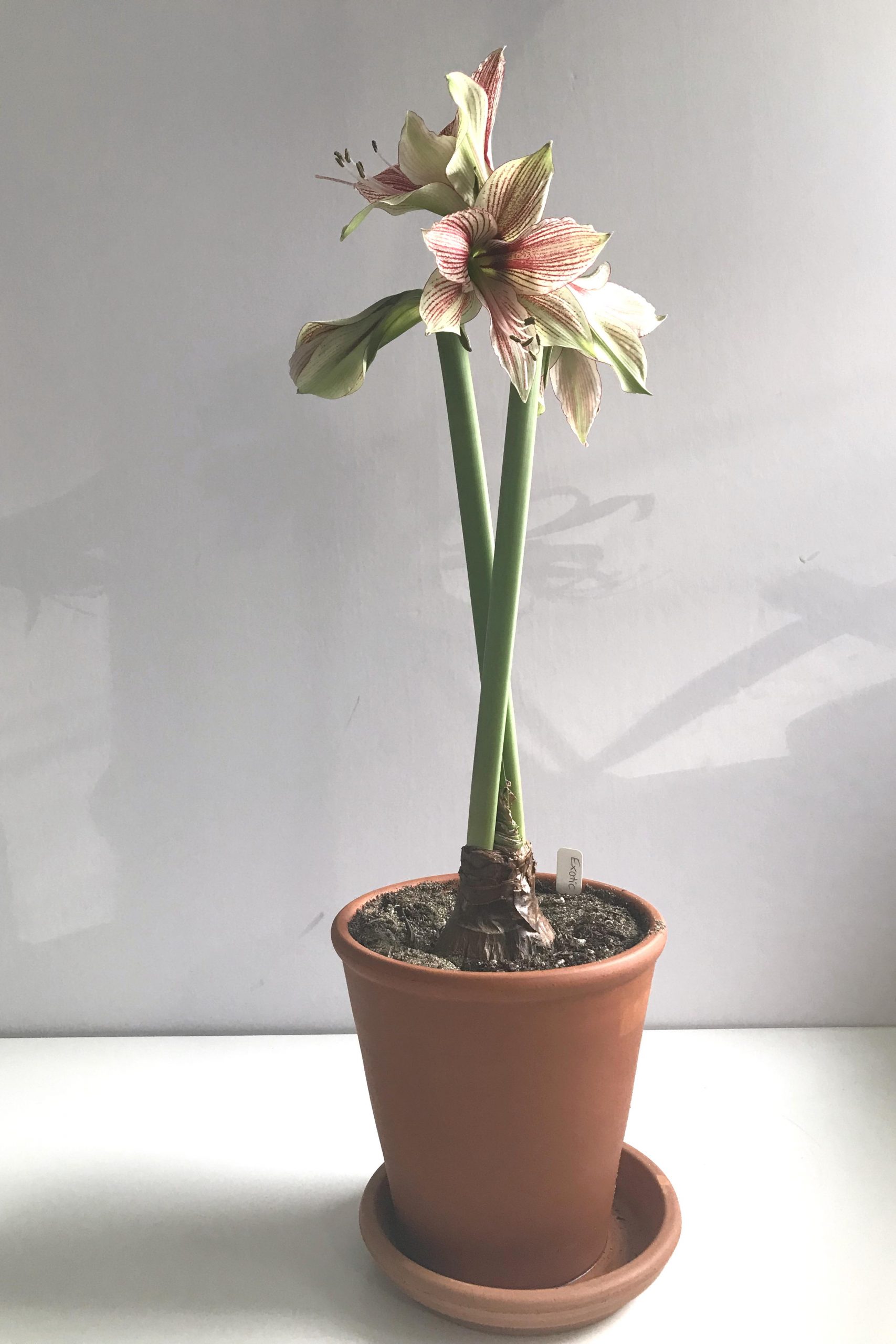 Three open flowers and a bud on green and red-striped amaryllis 'Exotic Star' (hippeastrum), blooming in a terracotta pot on a white desk in Wraptillion's studio.