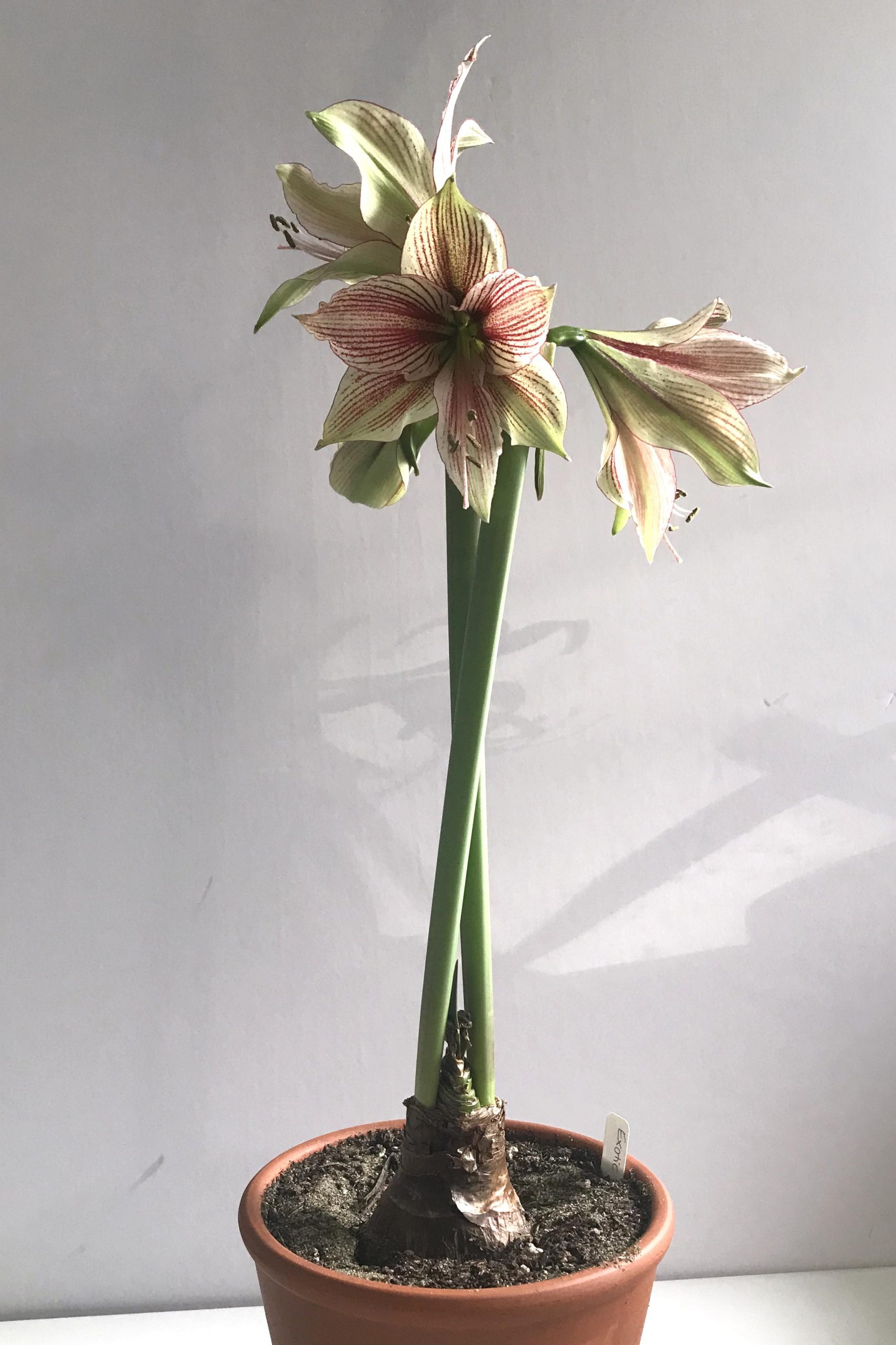 Three open flowers and a bud on green and red-striped amaryllis 'Exotic Star' (hippeastrum), blooming in a terracotta pot on a white desk in Wraptillion's studio.