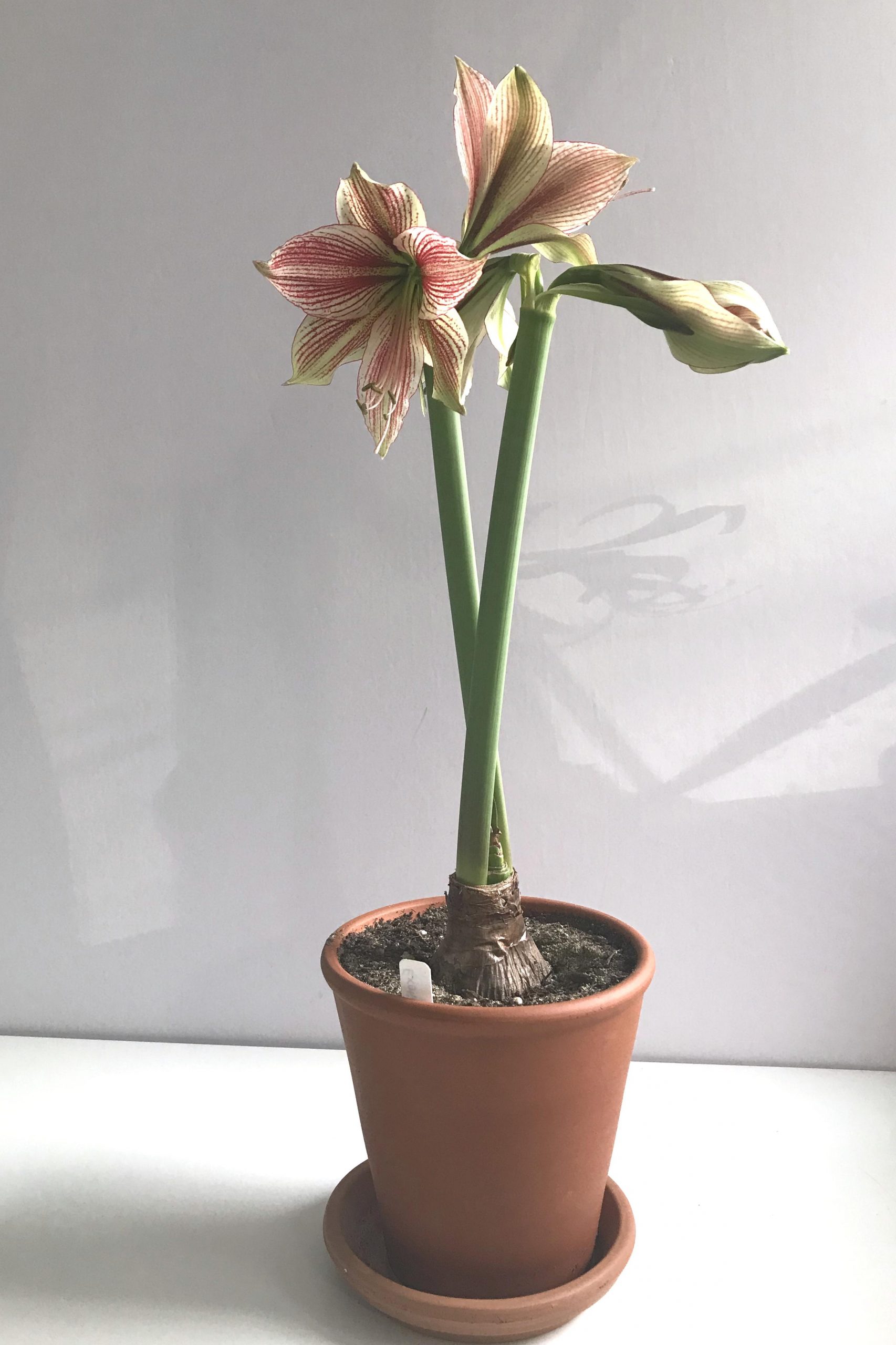 Three open flowers and a bud on green and red-striped amaryllis 'Exotic Star' (hippeastrum), blooming in a terracotta pot on a white desk in Wraptillion's studio.