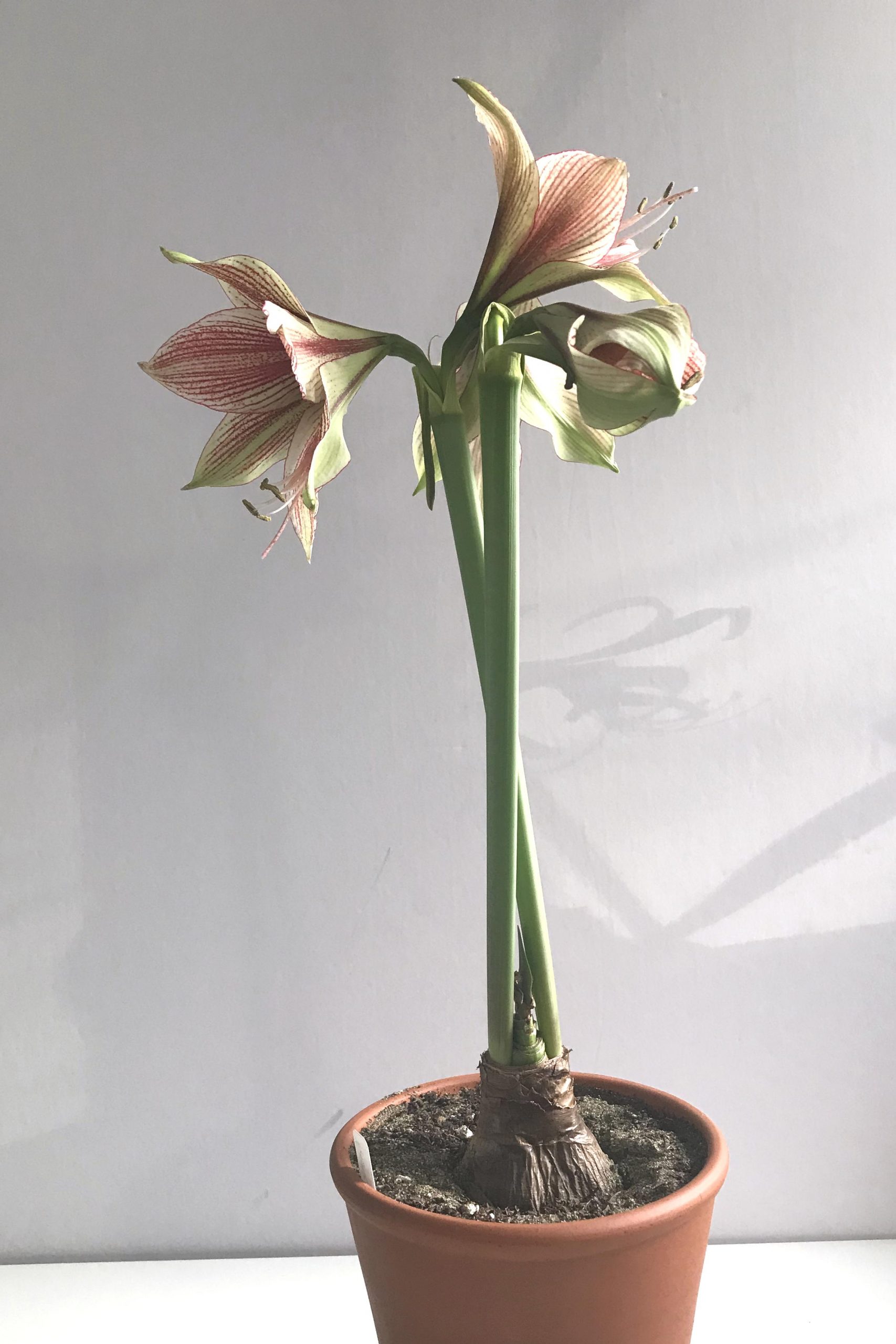 Three open flowers and a bud on green and red-striped amaryllis 'Exotic Star' (hippeastrum), blooming in a terracotta pot on a white desk in Wraptillion's studio.