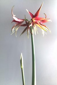 Closeup of amaryllis 'La Paz' in bloom in Wraptillion's studio, with four spiky flowers in shades of red, orange, and yellow, with another bud showing.