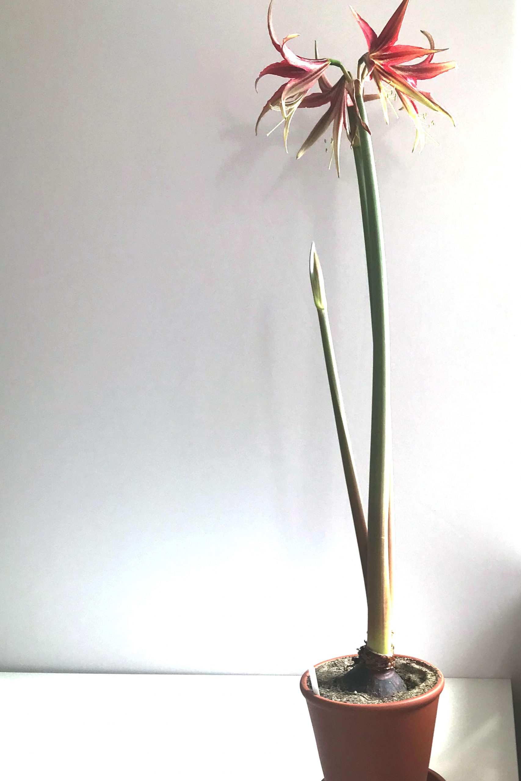 Full length view of amaryllis 'La Paz' in bloom in a terracotta pot on a white desk in Wraptillion's studio, with four spiky flowers in shades of red, orange, and yellow, with another two buds showing.