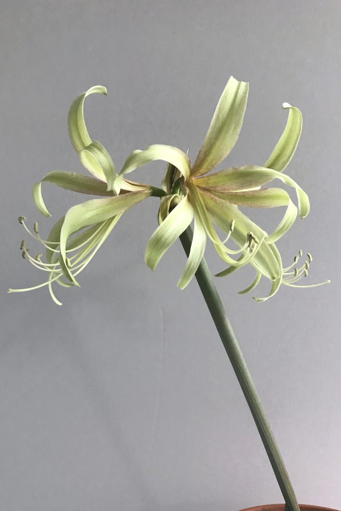 Amaryllis 'Saffron' (a miniature sonatini type hippeastrum) blooming with three pale greenish yellow spidery flowers open.