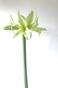 Closeup of amaryllis (Hippeastrum) 'Evergreen' in Wraptillion's studio.