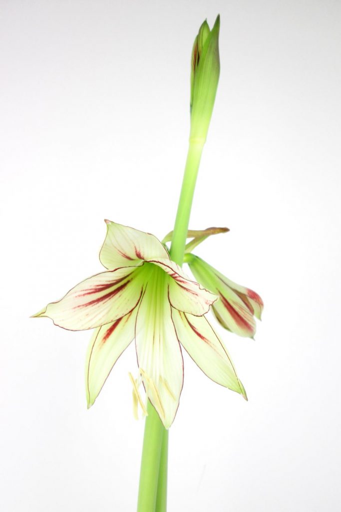 Closeup of the inside of the flower of light green and red striped amaryllis (hippeastrum) 'Dragonfly' (from the Sonatini collection).