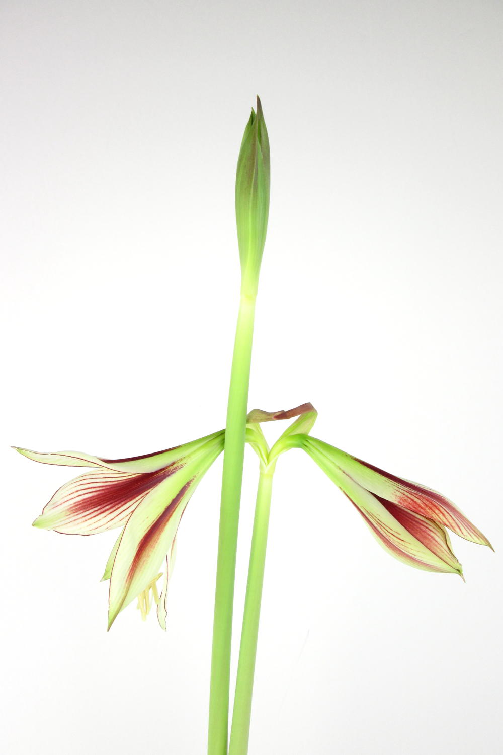 Closeup of the side view of an opening flower and two more buds on light green and red striped amaryllis (hippeastrum) 'Dragonfly' (from the Sonatini collection).